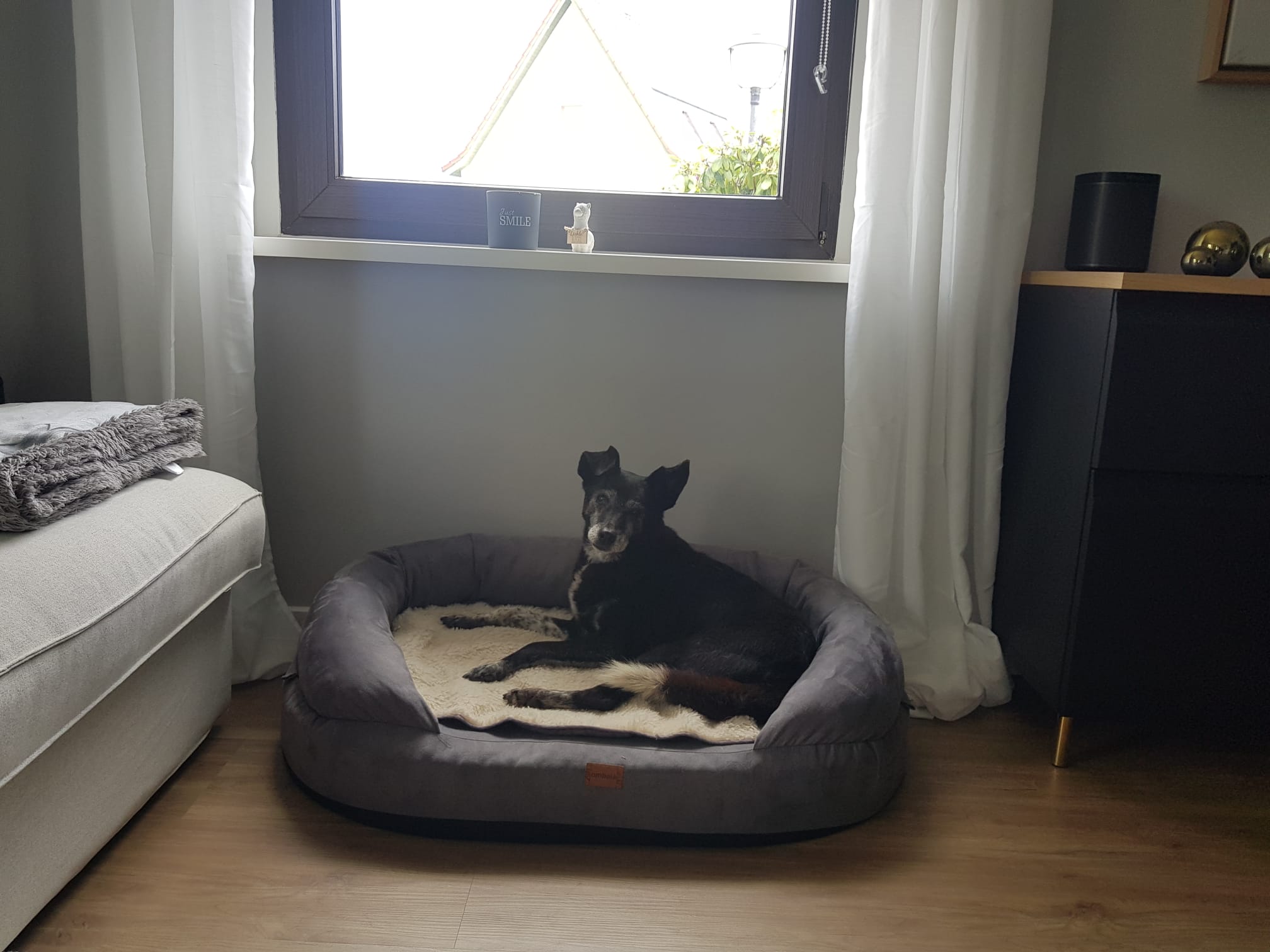 Frieda im neuen Zuhause