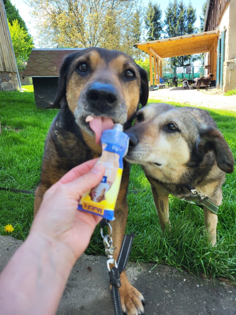 Hund Persy Zuhause gesucht Tierheim Hoffnung für Tiere