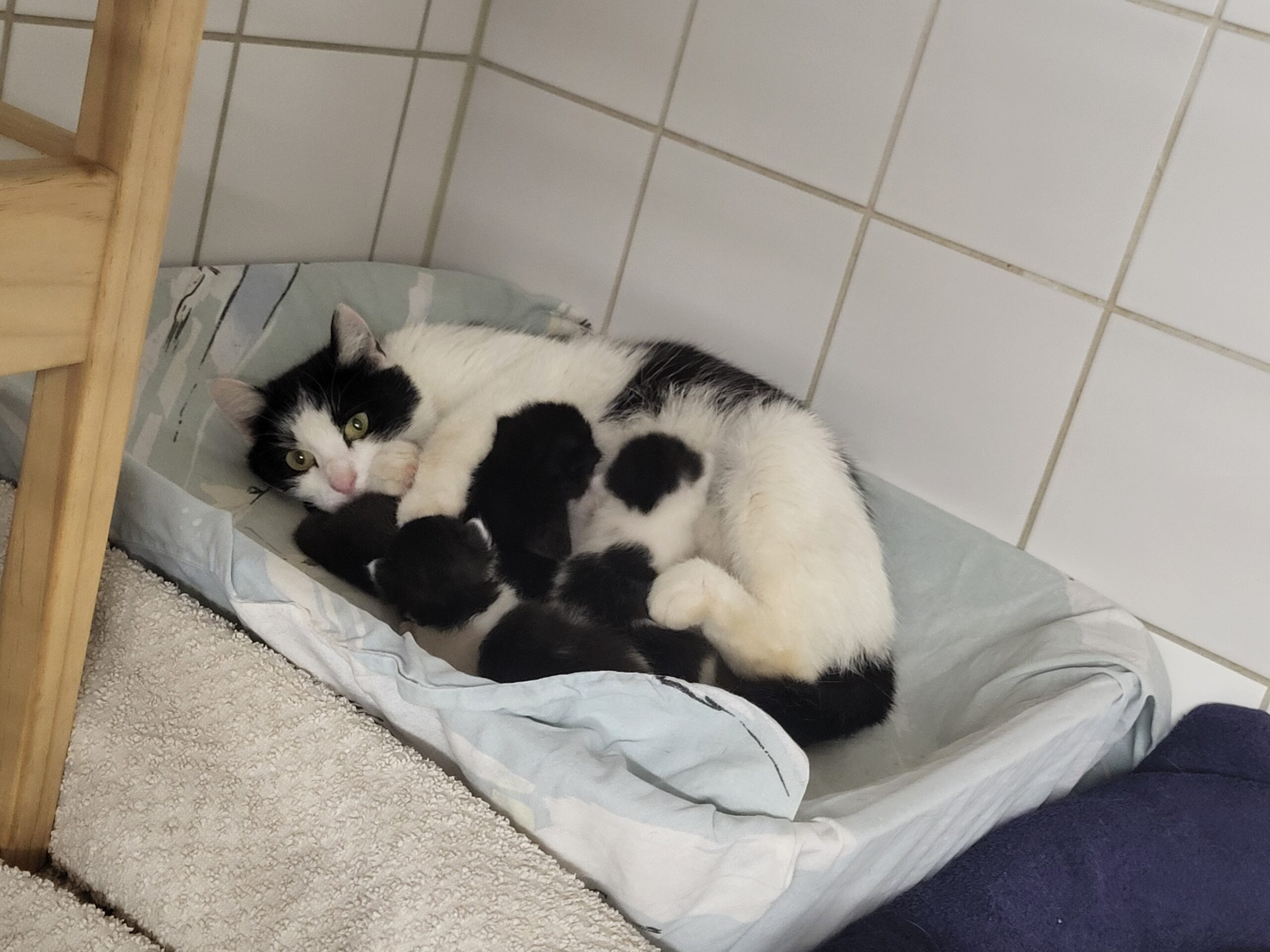Mama mit 4 Kitten