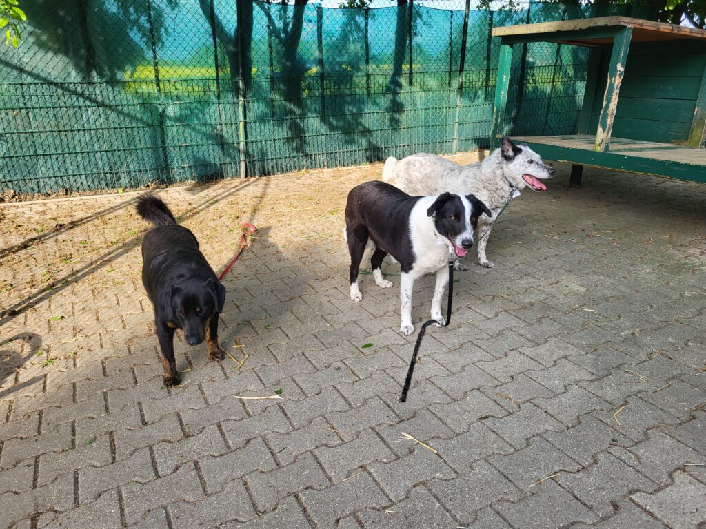 Hund Aliona Hund Aliona Zuhause gesucht Tierheim Hoffnung für Tiere