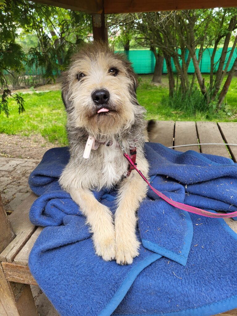 Hund Narcisa Hund Narcisa Zuhause gesucht Tierheim Hoffnung für Tiere