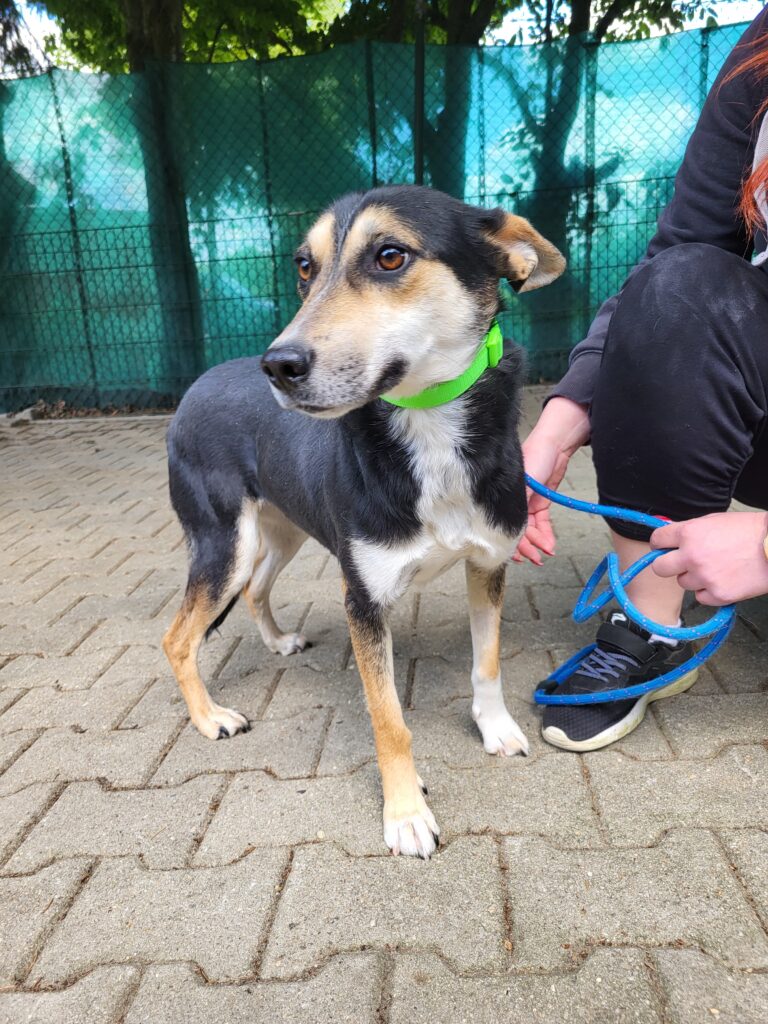 Hund Leni Hund Leni Zuhause gesucht Tierheim Hoffnung für Tiere