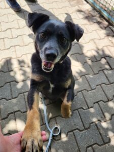 Hund Fred Hund Fred Zuhause gesucht Tierheim Hoffnung für Tiere