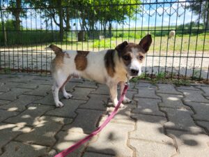 Hund Lucky Zuhause gesucht Tierheim Hoffnung für Tiere