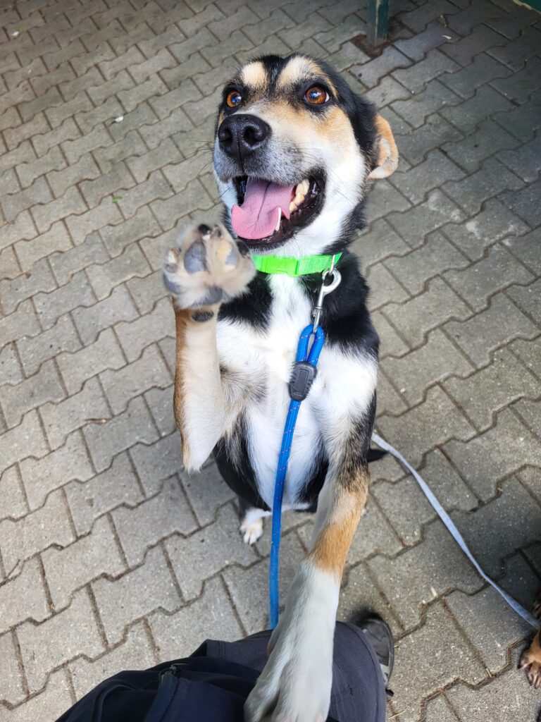 Hund Leni freundlich Hund Leni Zuhause gesucht Tierheim Hoffnung für Tiere