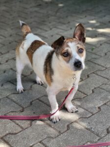 Hund Lucky Zuhause gesucht Tierheim Hoffnung für Tiere