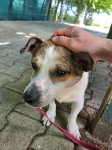 Hund Lucky Zuhause gesucht Tierheim Hoffnung für Tiere