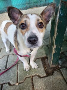 Hund Lucky Zuhause gesucht Tierheim Hoffnung für Tiere