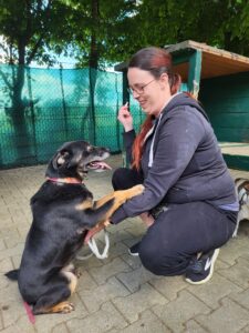 Hund Fred Hund Fred Zuhause gesucht Tierheim Hoffnung für Tiere