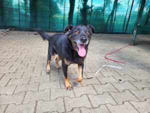 Hund Fred Hund Fred Zuhause gesucht Tierheim Hoffnung für Tiere