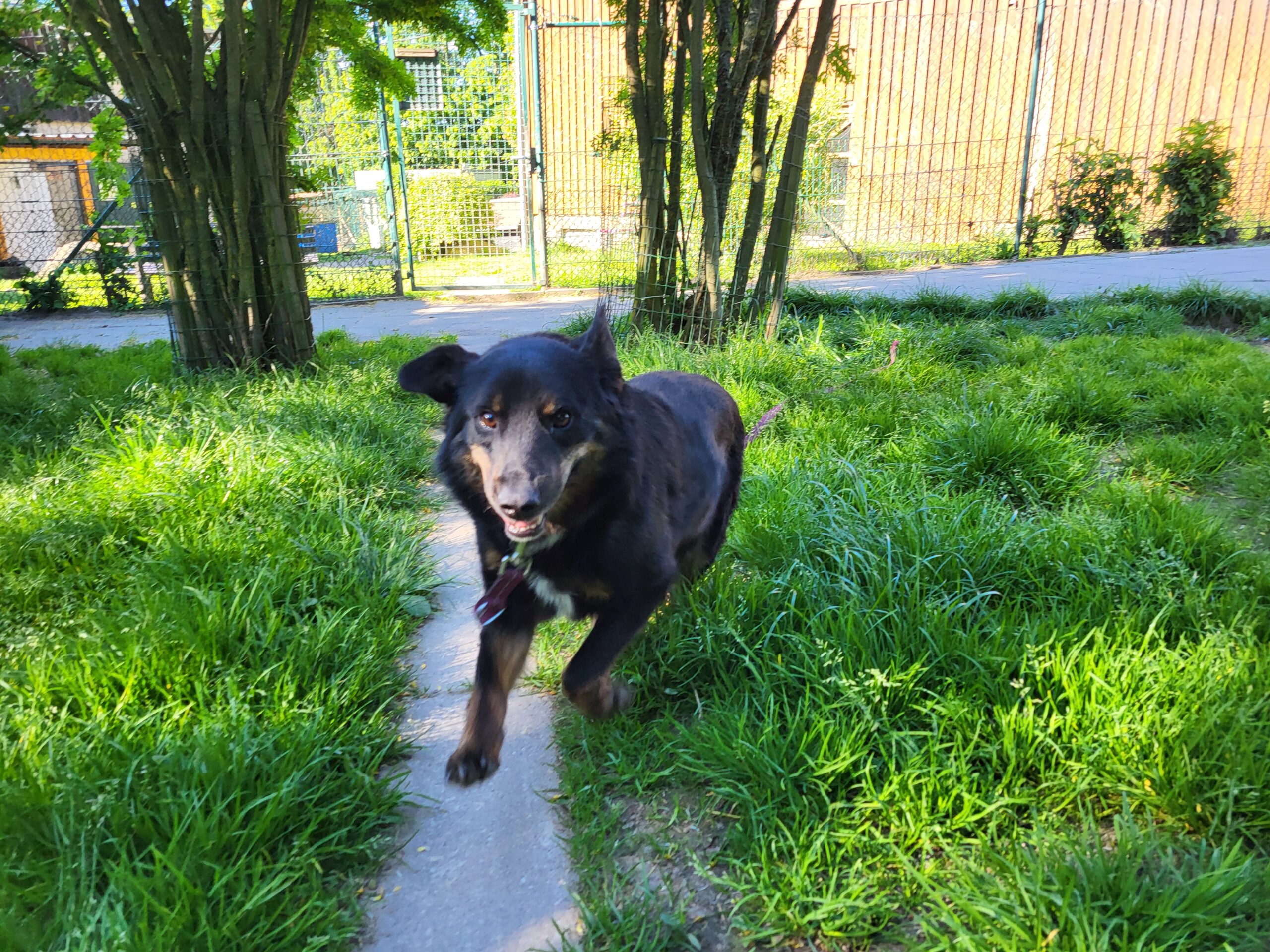Hund Luiza Hund Luiza Zuhause gesucht Tierheim Hoffnung für Tiere