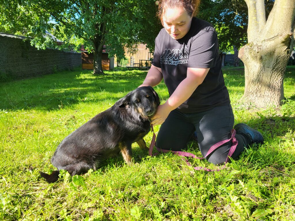 Hund Luiza Hund Luiza Zuhause gesucht Tierheim Hoffnung für Tiere