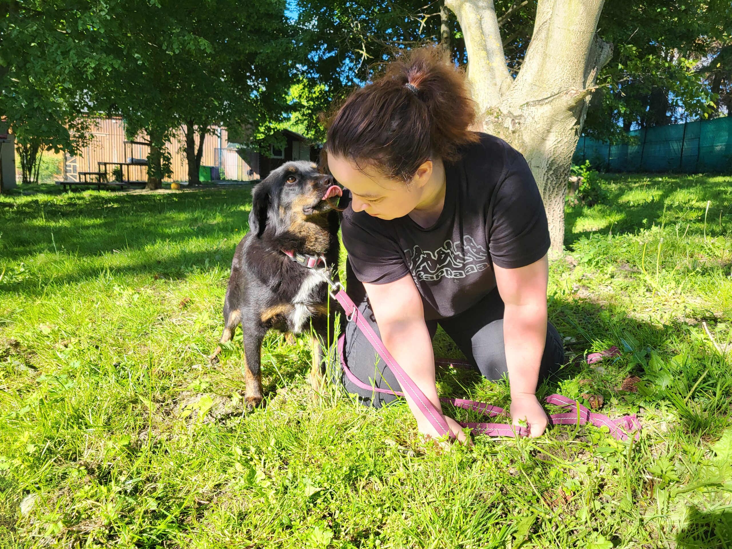 Hund Luiza Hund Luiza Zuhause gesucht Tierheim Hoffnung für Tiere