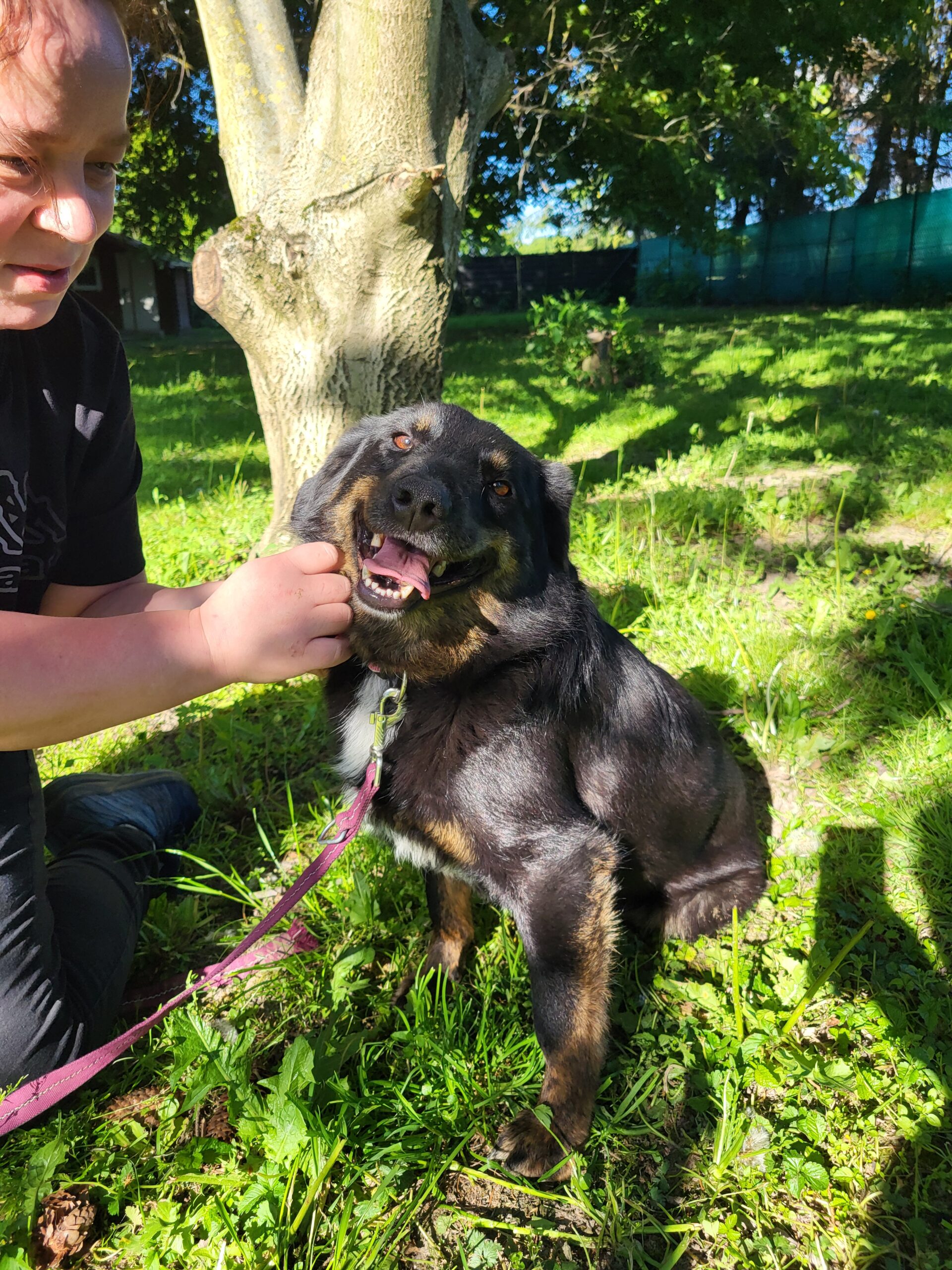 Hund Luiza Hund Luiza Zuhause gesucht Tierheim Hoffnung für Tiere