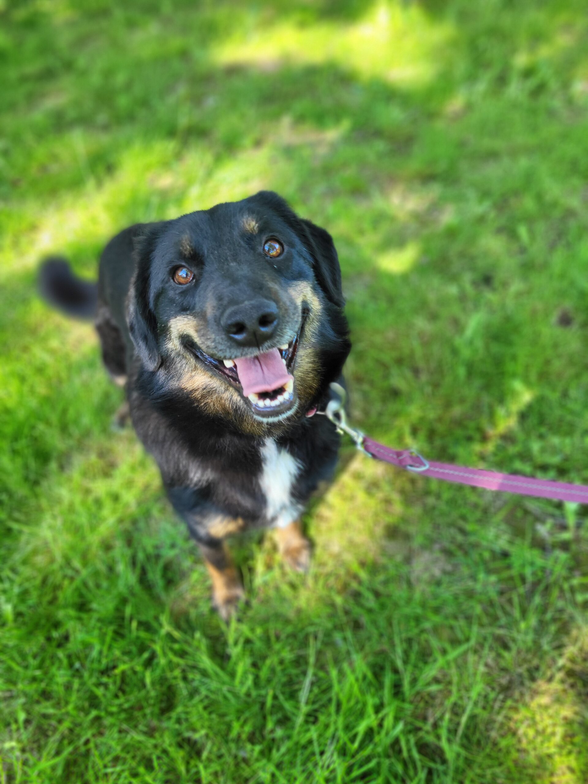 Hund Luiza Hund Luiza Zuhause gesucht Tierheim Hoffnung für Tiere