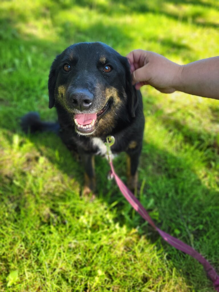 Hund Luiza Hund Luiza Zuhause gesucht Tierheim Hoffnung für Tiere