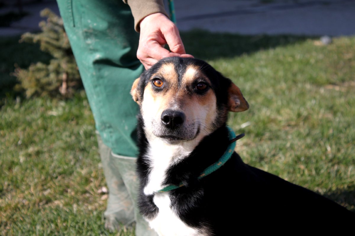 Hund Leni Aufnahmepatenschaft Tierheim Polen
