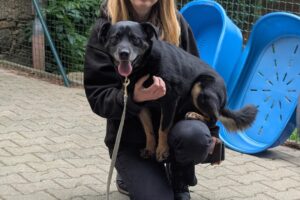 Fred Schoßhund Hund Fred Zuhause gesucht Tierheim Hoffnung für Tiere