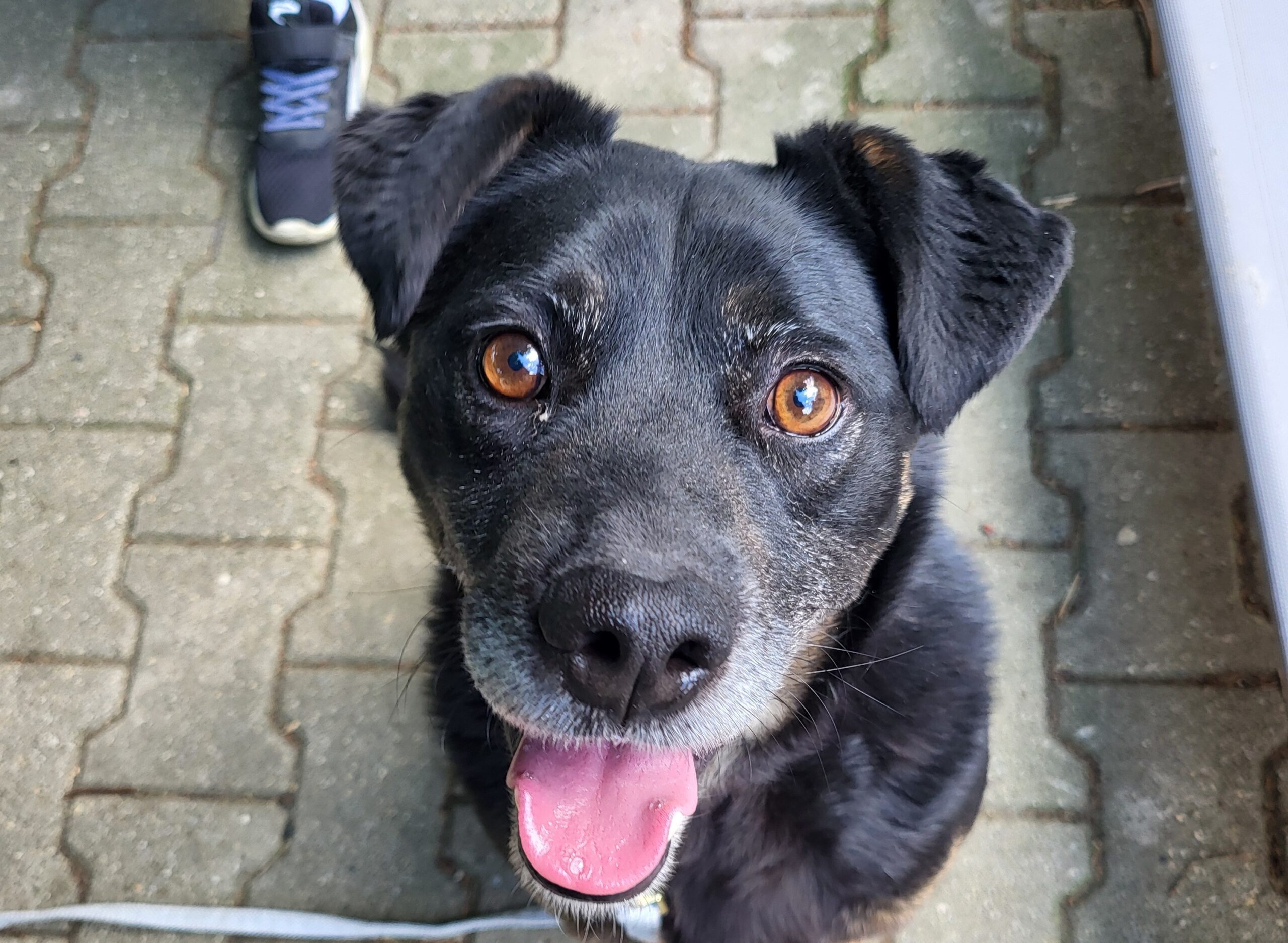 Hund Leni Zuhause gesucht Tierheim Hoffnung für Tiere