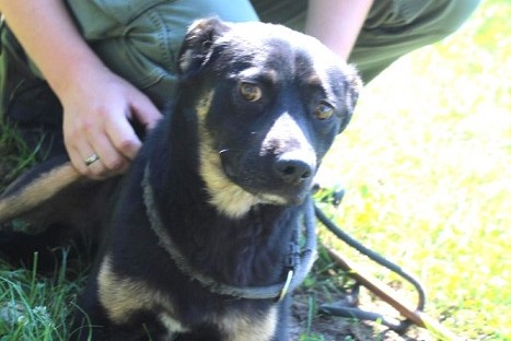 Hund Fred Aufnahmepatenschaft Polen