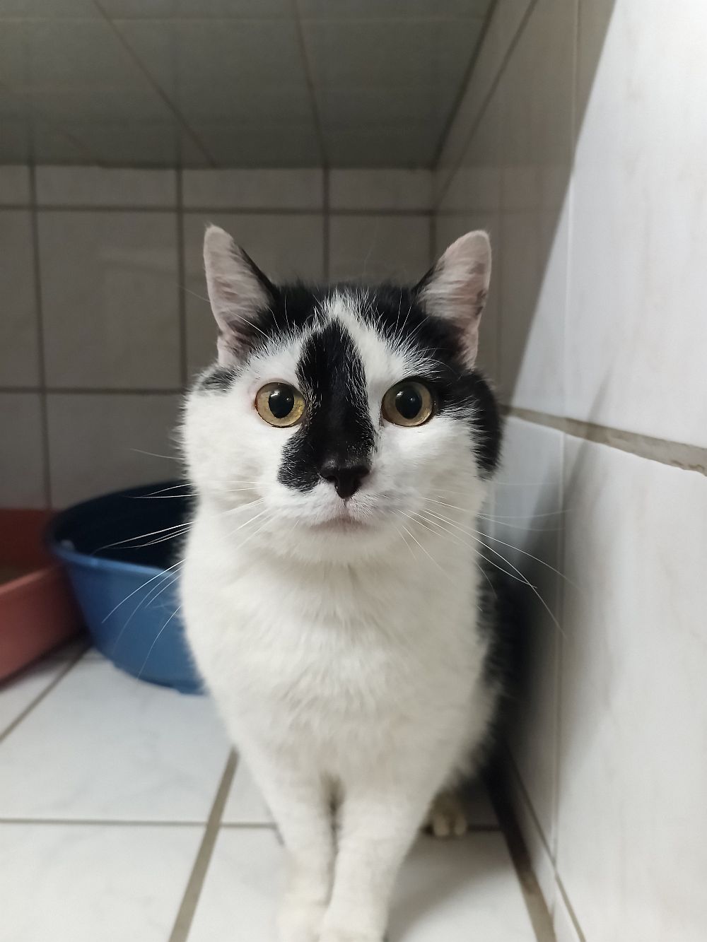 Fundkatze Tierheim Hoffnung für Tiere
