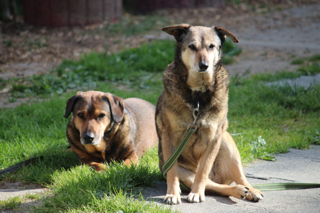 Hund Gizi Zuhause gesucht Tierheim Hoffnung für Tiere
