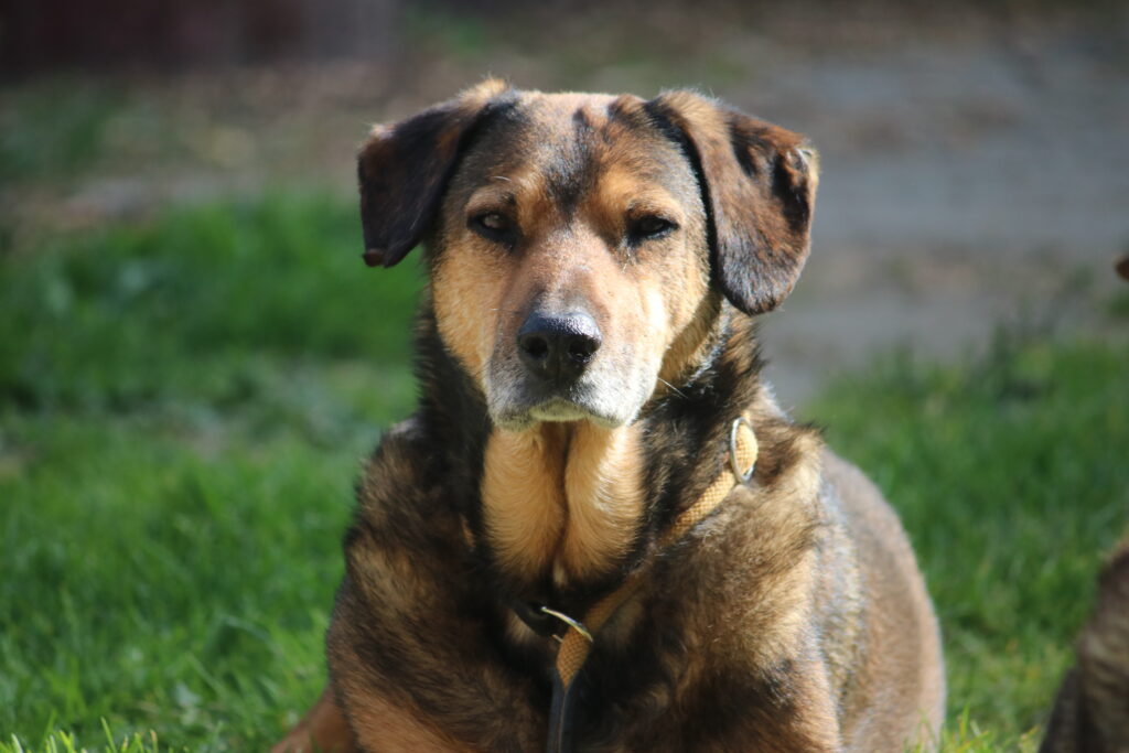 Hund Persy Zuhause gesucht Tierheim Hoffnung für Tiere