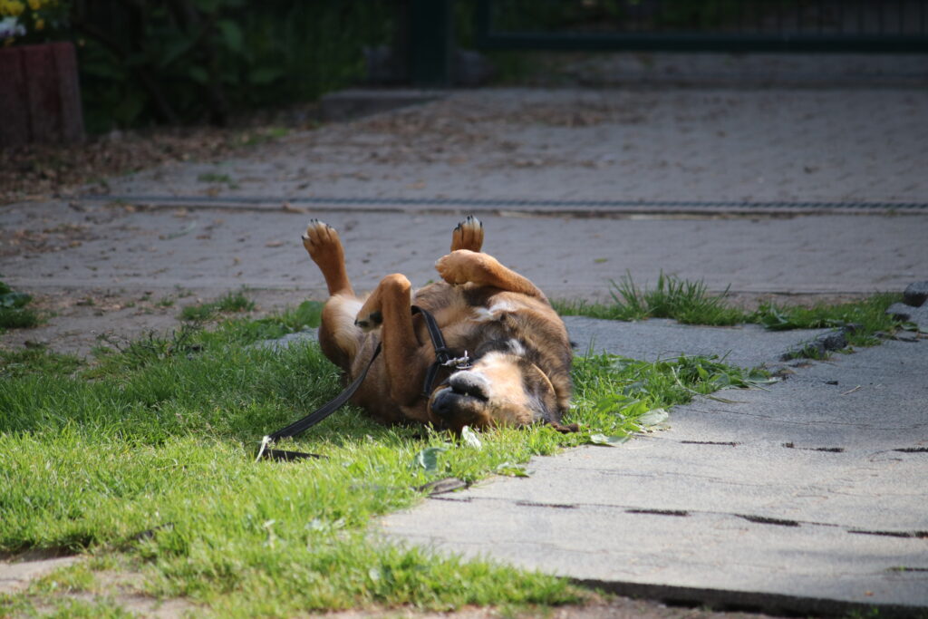 Hund Persy Zuhause gesucht Tierheim Hoffnung für Tiere