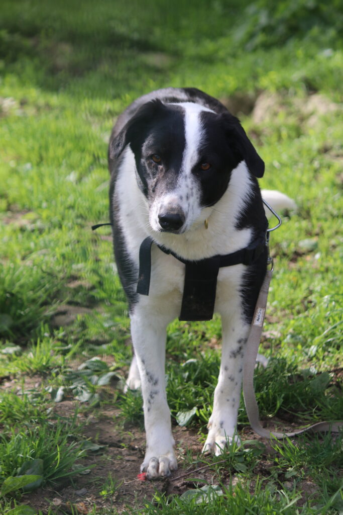Hund Aliona Hund Aliona Zuhause gesucht Tierheim Hoffnung für Tiere