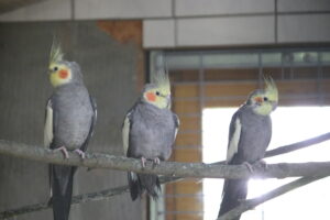 IMG_6409 Nymphensittich