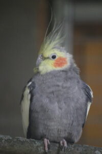 IMG_6411 Nymphensittich
