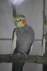 IMG_6414 Nymphensittich