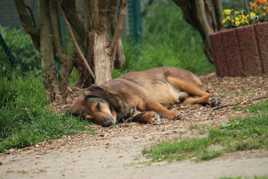 Hund Persy Zuhause gesucht Tierheim Hoffnung für Tiere