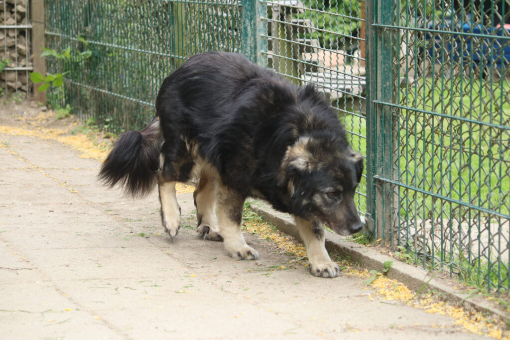 Hund Peggy Zuhause gesucht Tierheim Hoffnung für Tiere