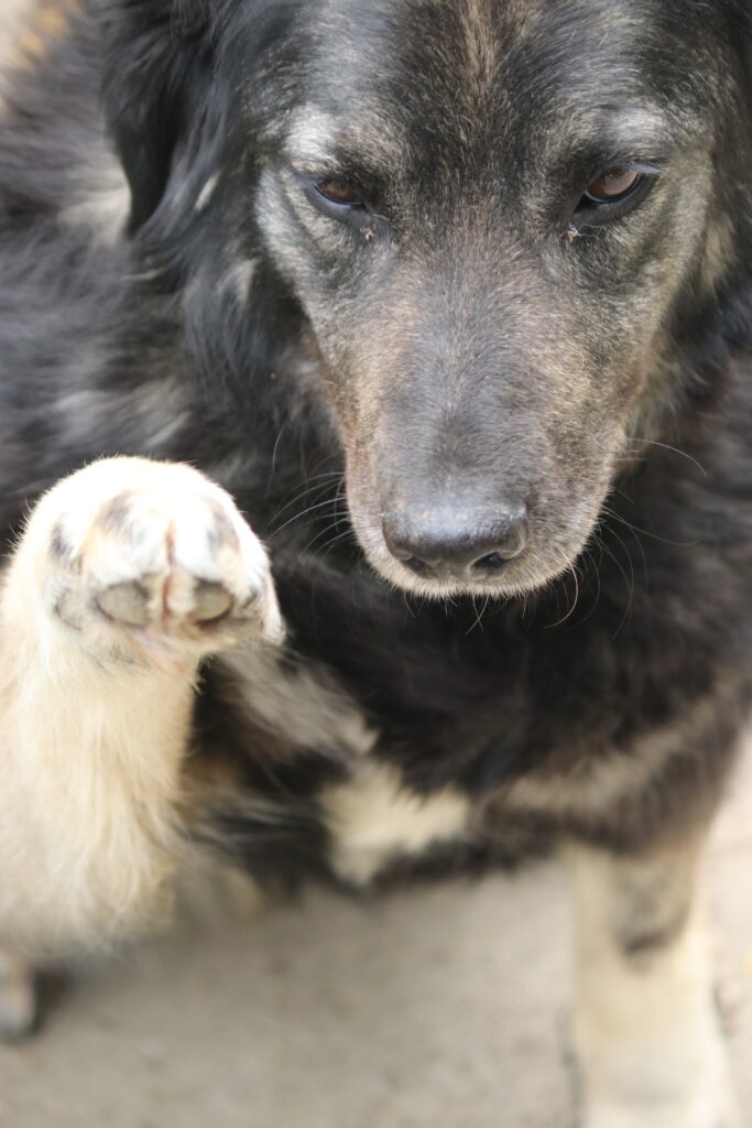Hund Peggy Zuhause gesucht Tierheim Hoffnung für Tiere