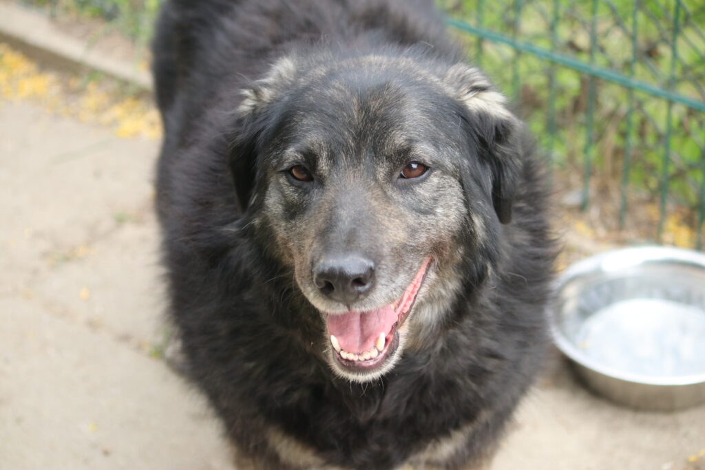 Hund Peggy Zuhause gesucht Tierheim Hoffnung für Tiere