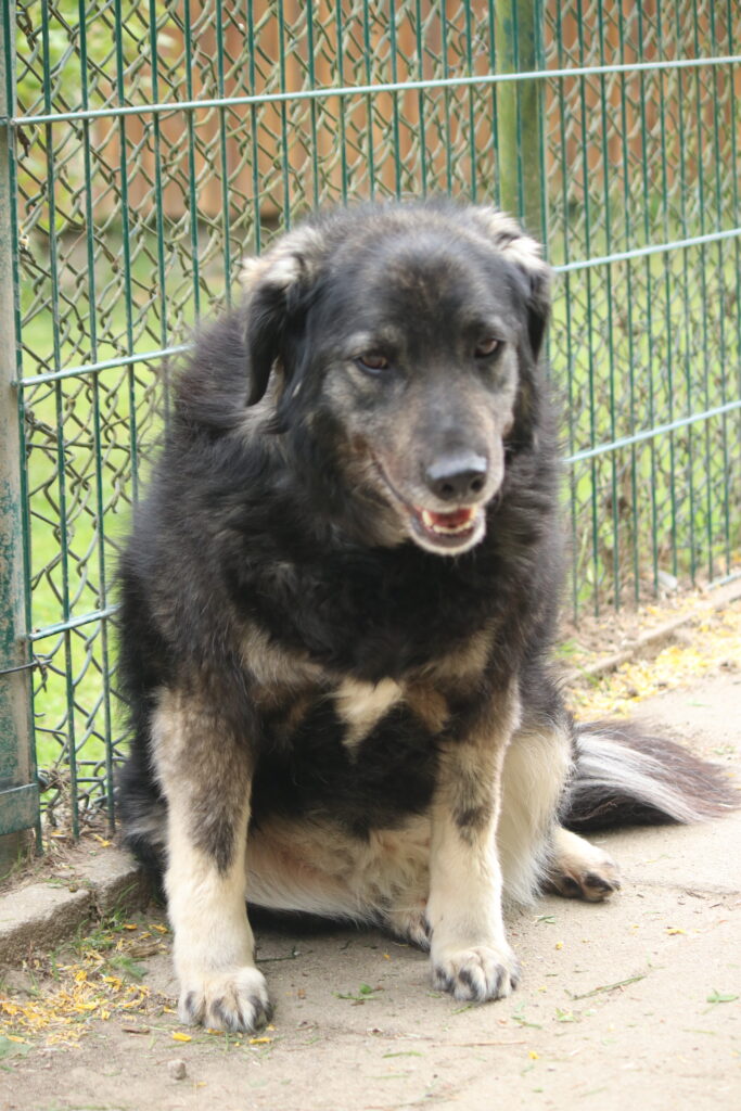 Hund Peggy Zuhause gesucht Tierheim Hoffnung für Tiere
