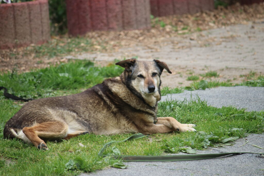 Hund Gizi Zuhause gesucht Tierheim Hoffnung für Tiere