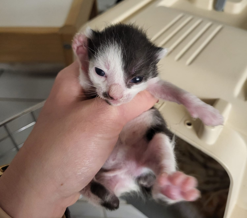 Katzenbaby01 Hoffnung für Tiere, Start-ins-Leben Patenschaft