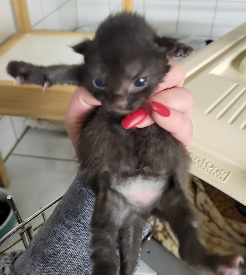 Hoffnung für Tiere, Start-ins-Leben Patenschaft