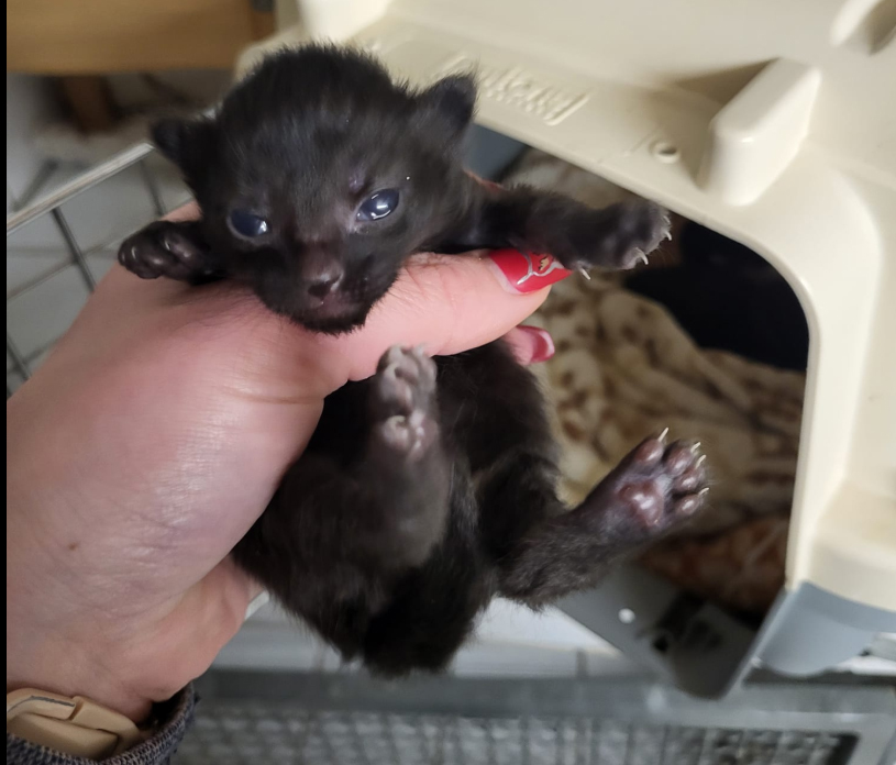 Hoffnung für Tiere, Start-ins-Leben Patenschaft