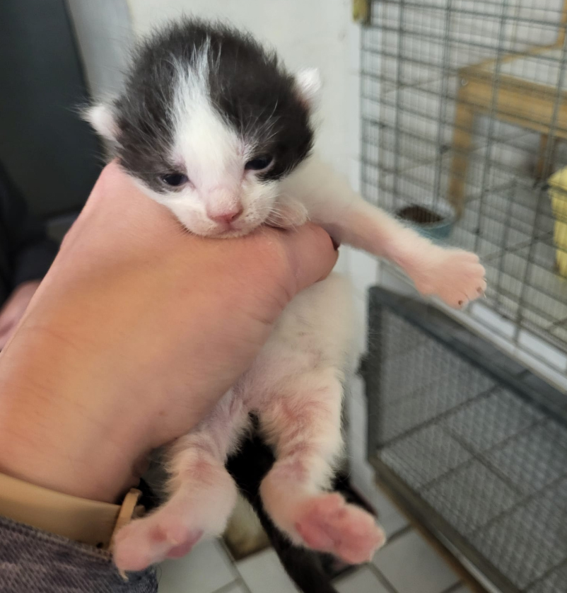 Hoffnung für Tiere, Start-ins-Leben Patenschaft