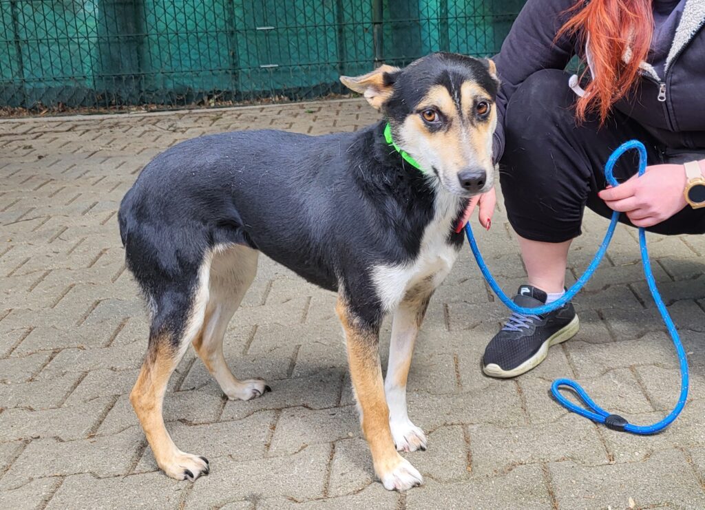 Leni-2 Hund Leni Zuhause gesucht Tierheim Hoffnung für Tiere