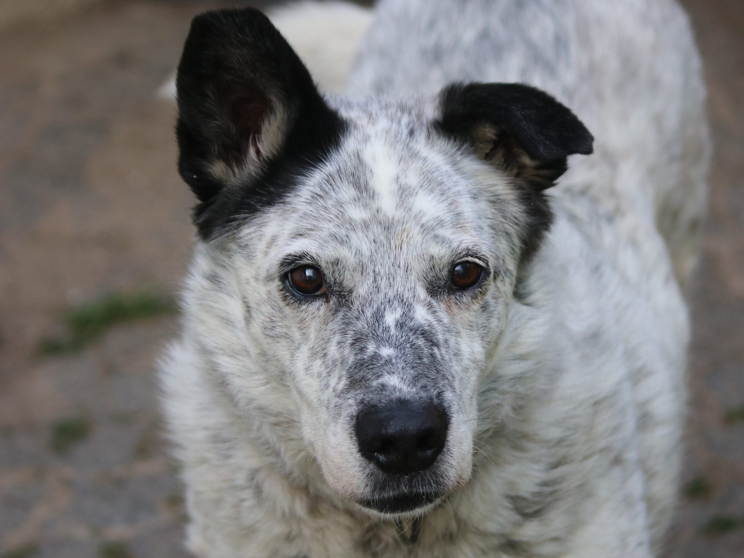 Hund Lorena Zuhause gesucht Tierheim Hoffnung für Tiere