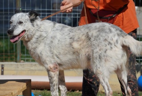 Hund Lorena Aufnahmepatenschaft Rumänien Smeura