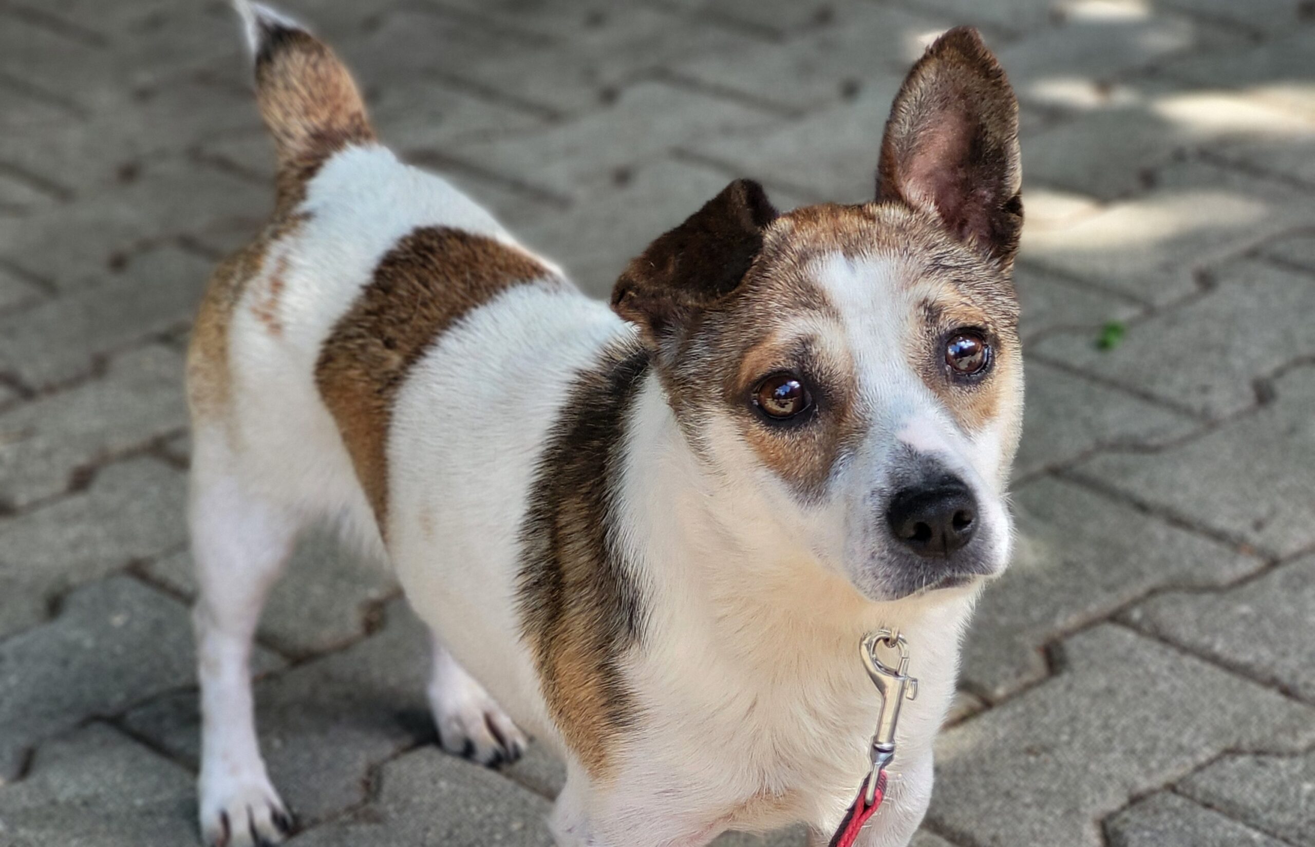 Hund Lucky Zuhause gesucht Tierheim Hoffnung für Tiere