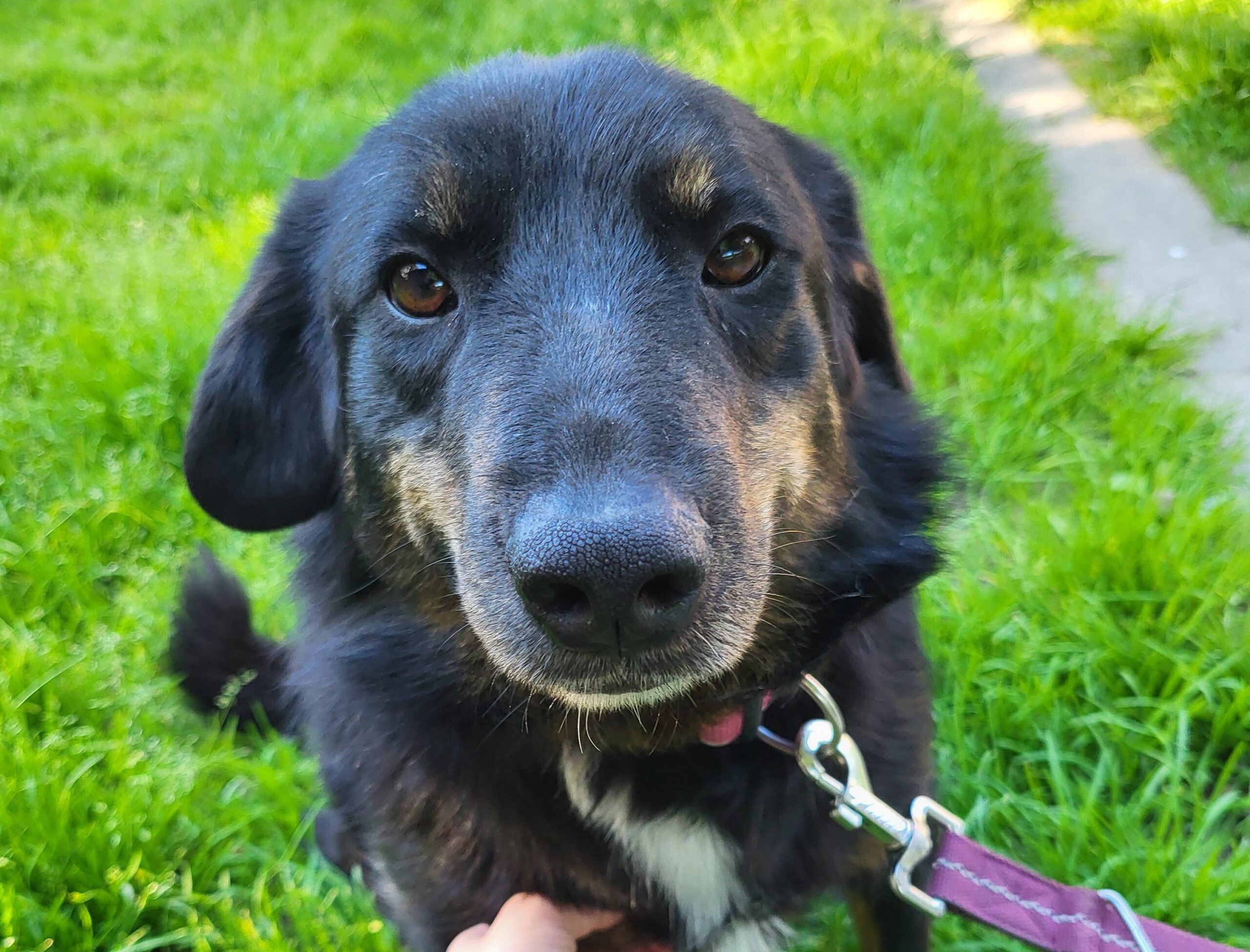 Hund Luiza Zuhause gesucht Tierheim Hoffnung für Tiere