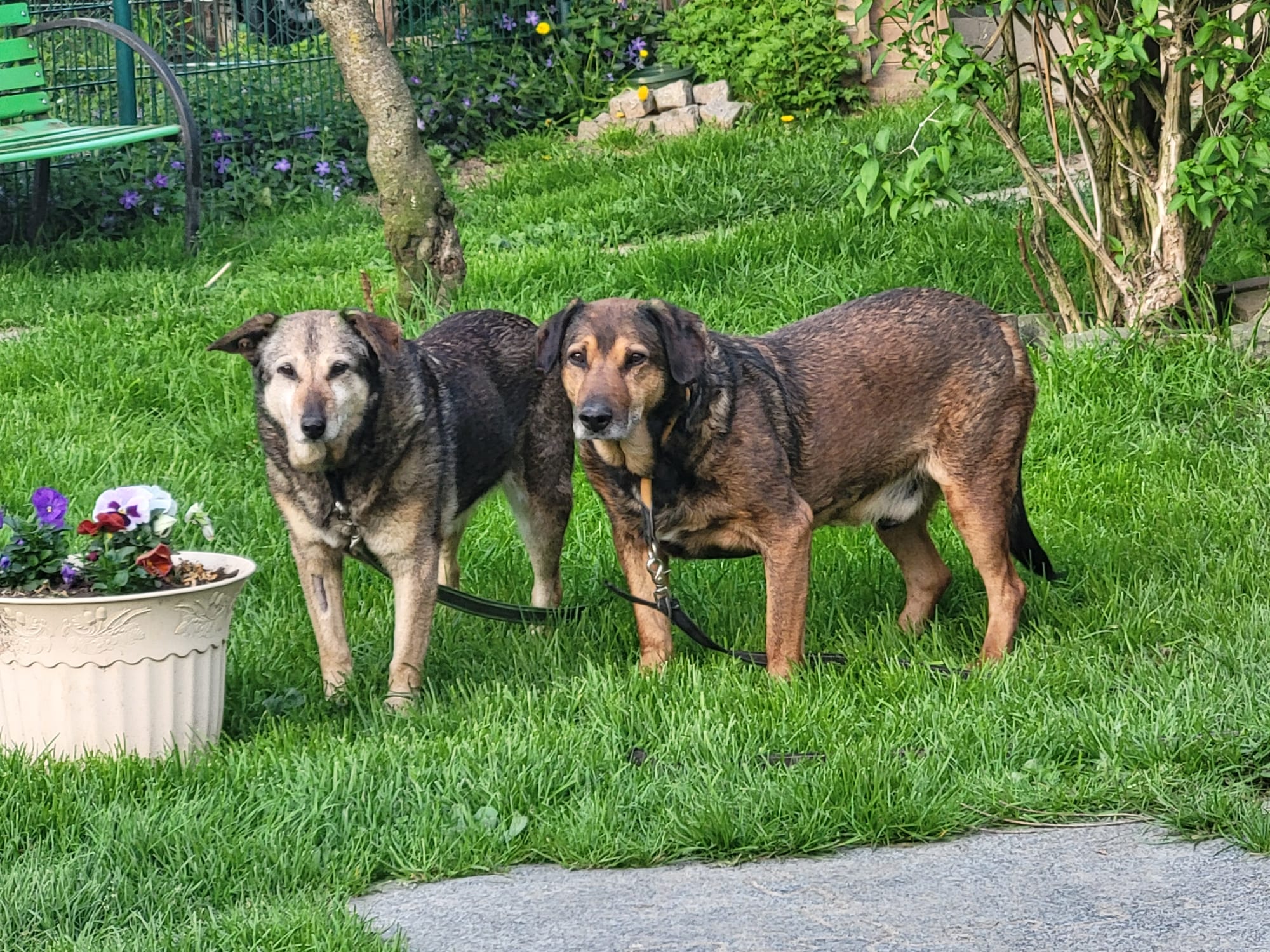 Hund Gizi und Persy Hund Persy und Gizi Zuhause gesucht Tierheim