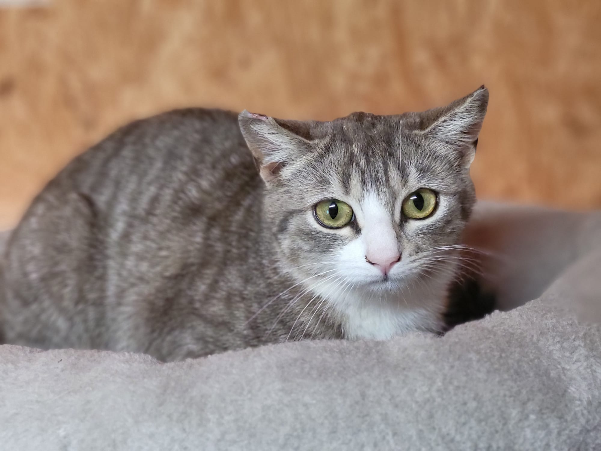 Katze Jacqueline Zuhause gesucht Tierheim Hoffnung für Tiere