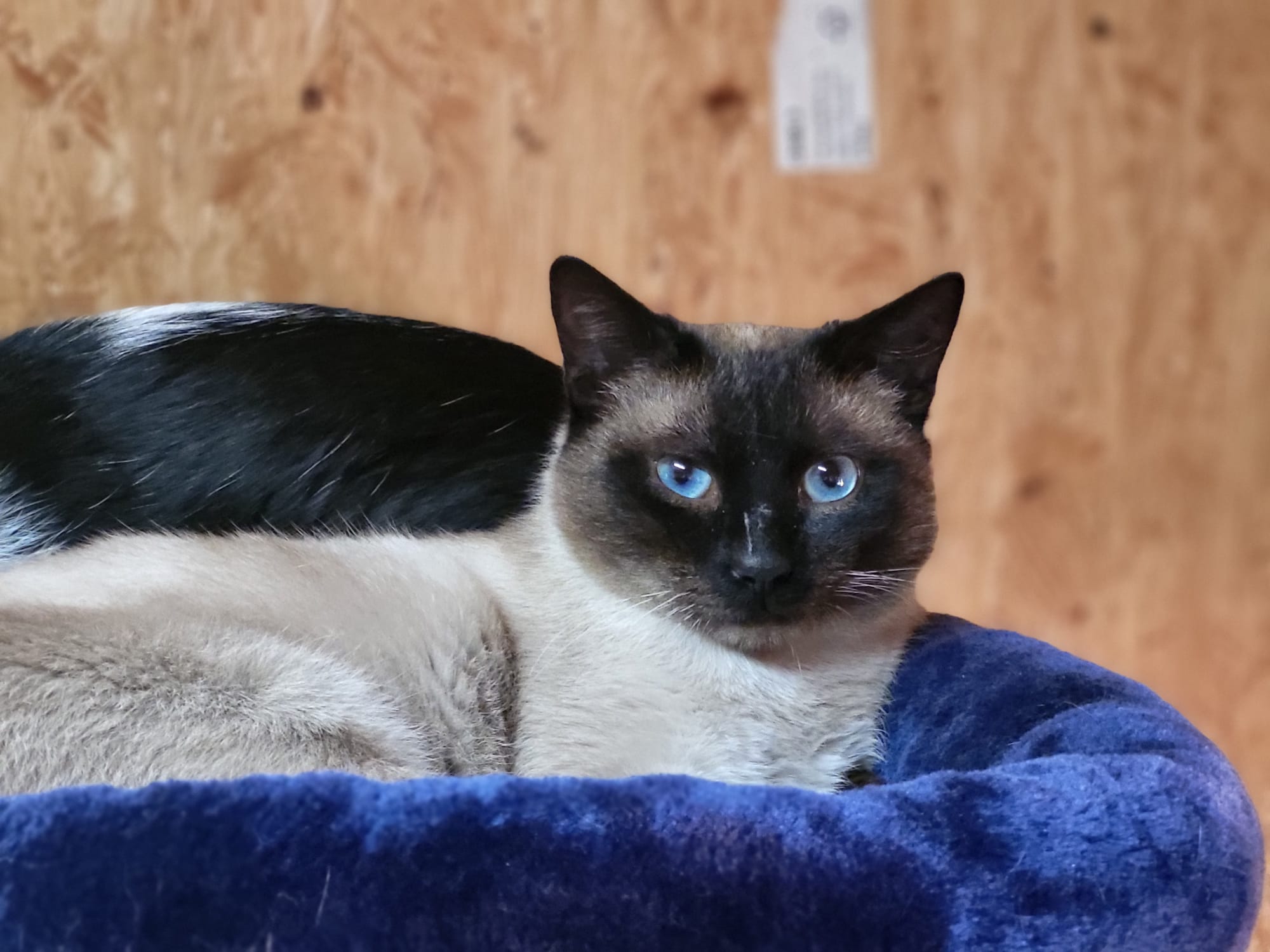 Katze Udo Zuhause gesucht Tierheim Hoffnung für Tiere